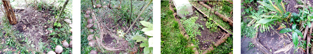 Images of areas in tropical backyard
        recently planted with Japanese radish seeds