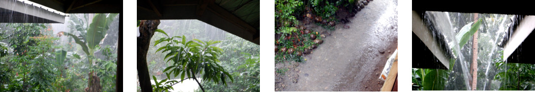 Images of rain in tropical backyard