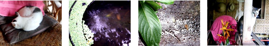 Images of a rainy day in tropical backyard