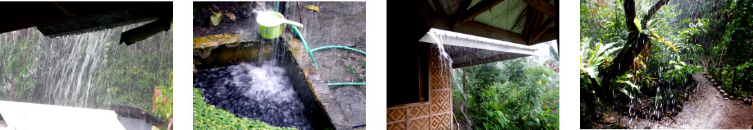 Images of rain in tropical backyard