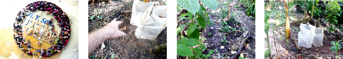 Images of seeds sown in tropical backyard