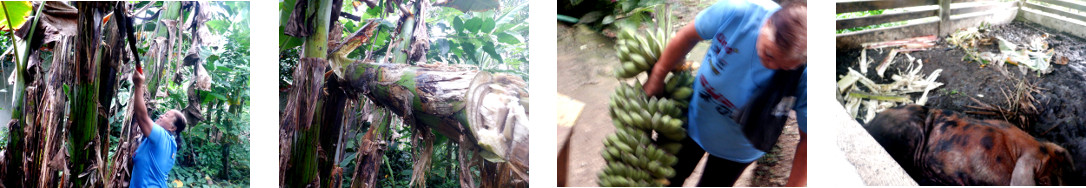 Images of bananas being harvested in tropical backyard