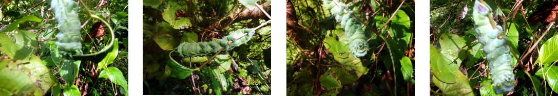 Images of caterpillar in tropical backyard