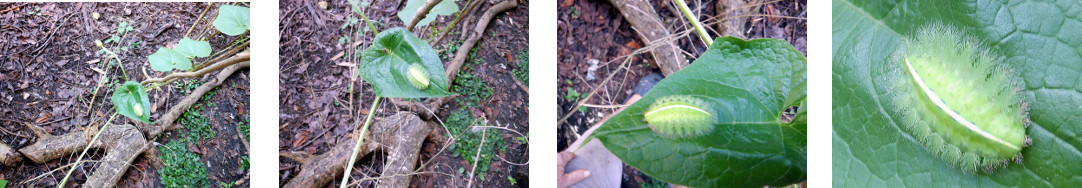 Images of caterpillar in tropical backyard