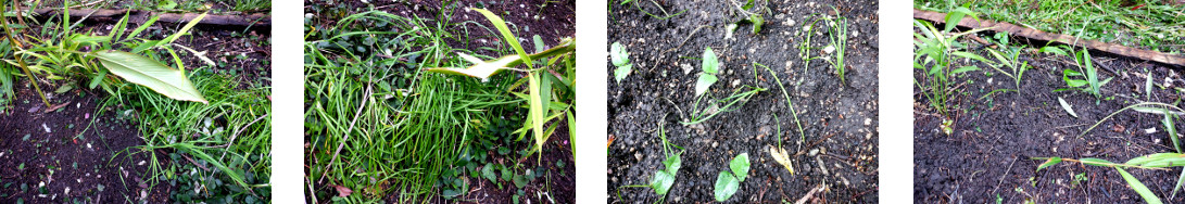 Images of ginger and chives transplanted in tropical
        backyard