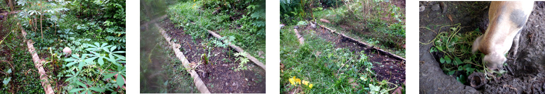 Images of tropical backyard garden
        patch being cleared for replanting