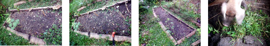 Images of cleared tropical backyard garden patch
            almost ready for replanting