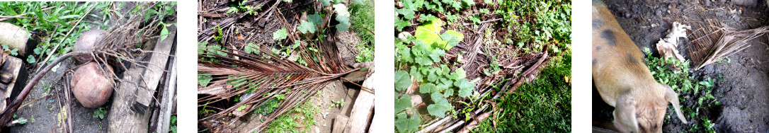 Images of debris cleared from tropical backyard