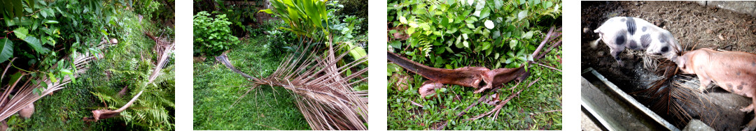 Images of debris cleared from tropical backyard