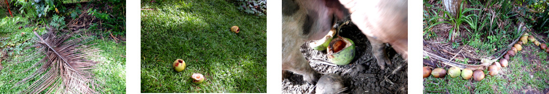 Images of garden debris removed from tropical backyard