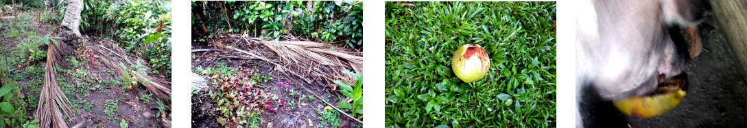 Images of debris cleared up in tropical backyard