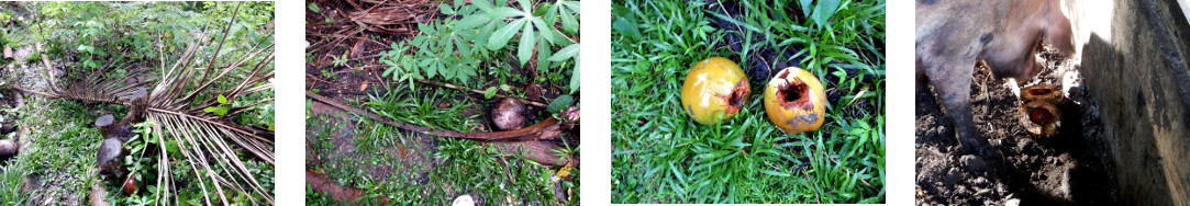 Images of debris cleared from tropical backyard garden
