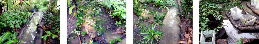 Images of flooding in tropical backyard