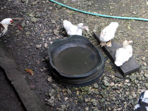 Images of Duckling in tropical
        backyard