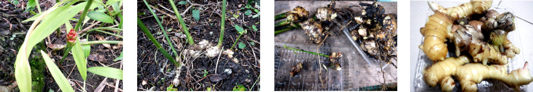 Images of ginger in tropical backyard