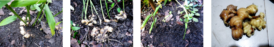 Images of ginger harvested in tropical backyard