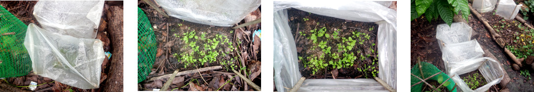 Images of an experimantal change of cover for
            mini-greenhouse in tropical backyard