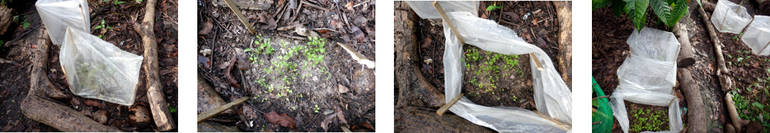 Images of Mini-Greenhouse in tropcal
        backyard