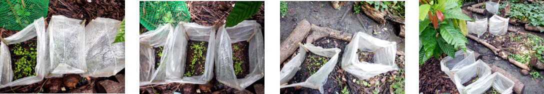 Images of closed "mini-greenhouse" opened up
        in tropical backyard