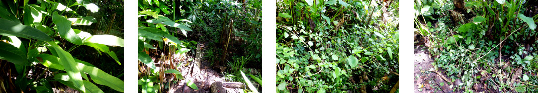 Images of overgrown paths cleared in tropical backyard