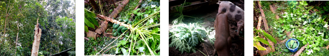 Images of fallen papaya tree in tropical
              backyard