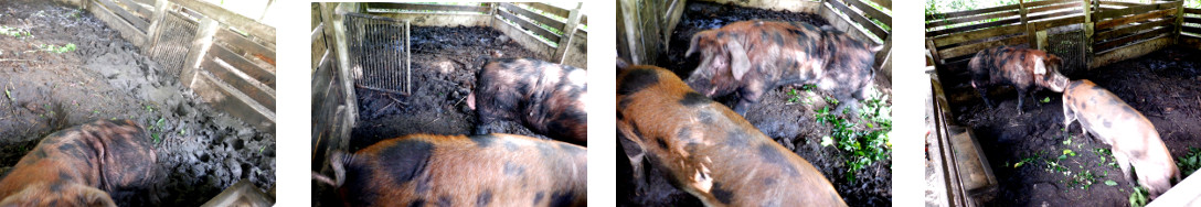 Images of tropical backyard boar and sow