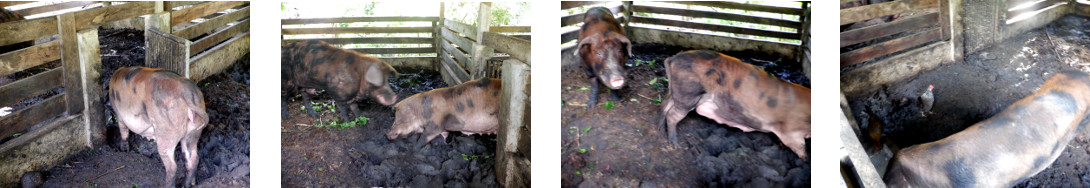 Images of tropical backyard boar and sow
