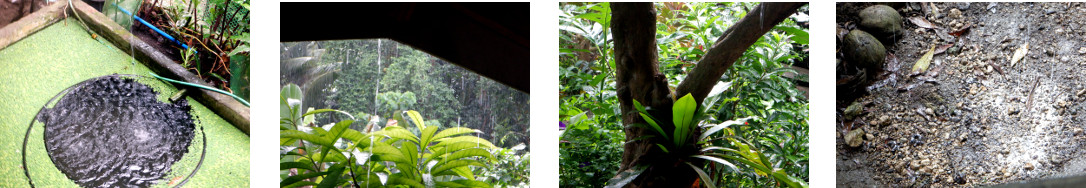 Images of rain in tropical backyard