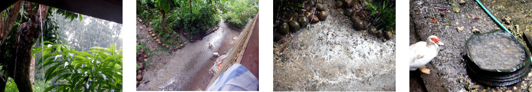 Images of rain in tropical backyard