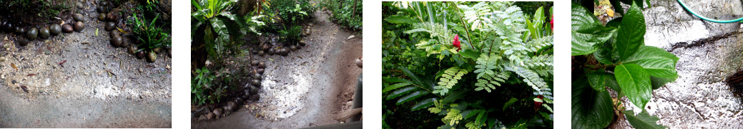 Images of rain in tropical backyard