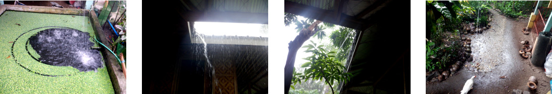 Images of rain in tropical backyard