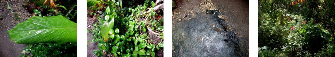 Images of rain in tropical backyard