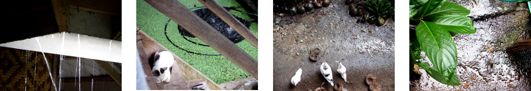 Images of rain in tropical backyard