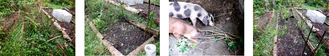 Images of tropical backyard garden patch cleared of
        weeds