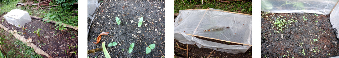 Images of seeds sprouting in tropical backyard