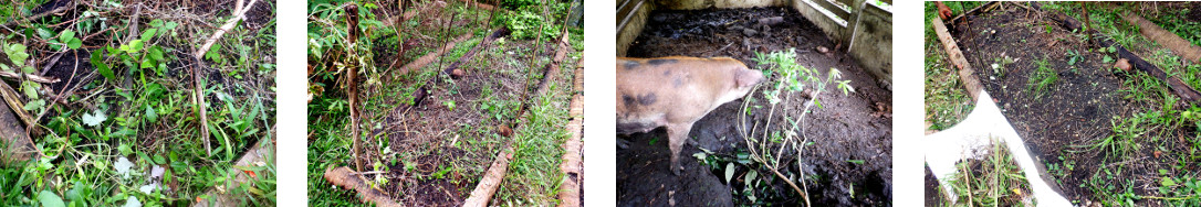 Images of tropical backyard garden patch being cleaned