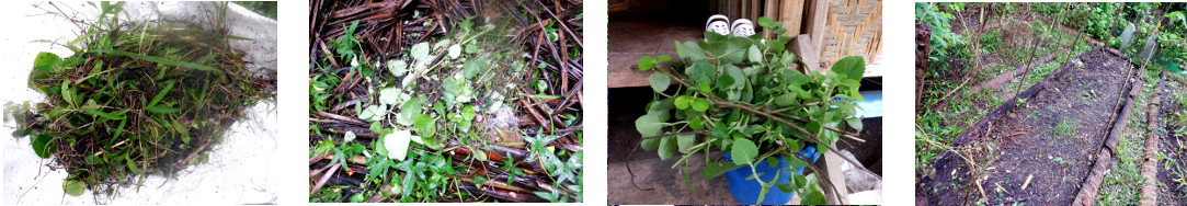 Images of tropical backyard garden patch being cleaned