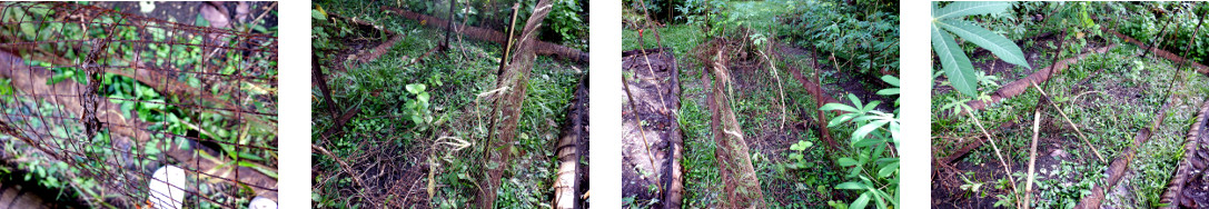 Images of rusty wire netting removed from tropical
        backyard garden patch