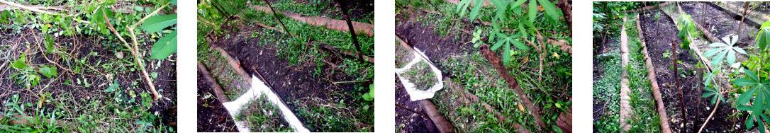 Images of tropical backyard garden patch being cleared
        of weeds