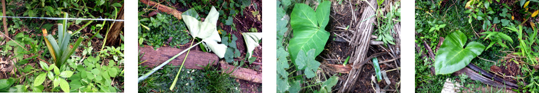 Images of taro cuttings in tropical
        backyard