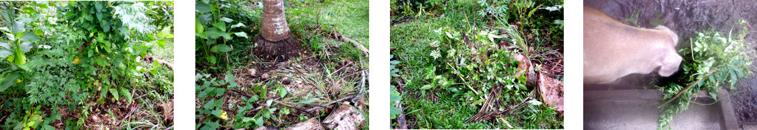 Images of tropical garden patch being trimmed