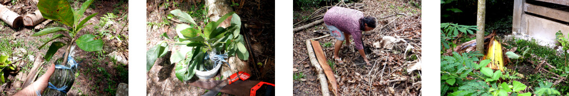 Images of two markotted avocdo trees
        being planted in tropical backyard