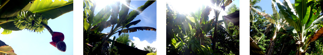 Images of new banana heart in tropical
        backyard