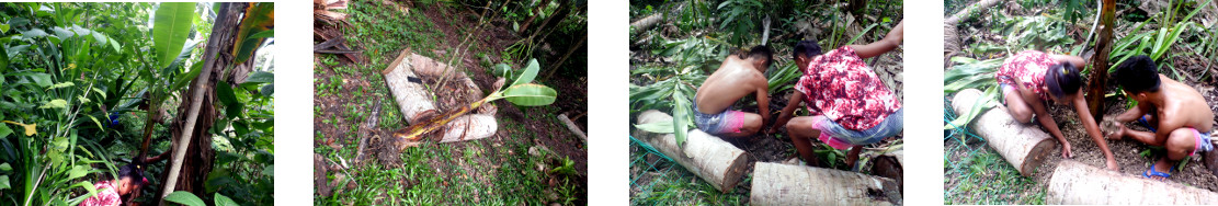 Images of banana tree
            being transplanted in tropical backyard