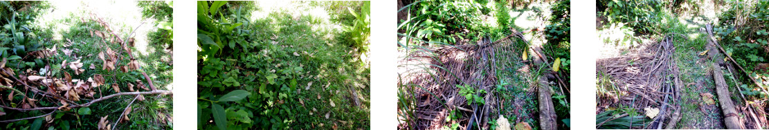 Images of fallen debris cleared from
        tropical backyard