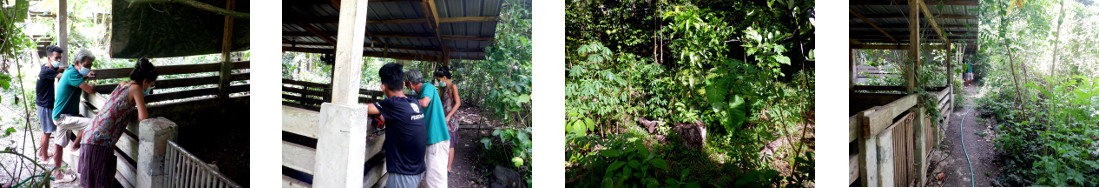 Images of discussing the building of
        fences in tropical backyard