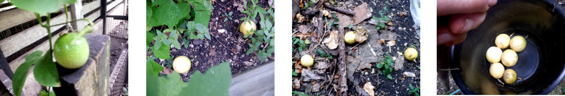 Images of a small passion fruit
        harvest in tropical backyard