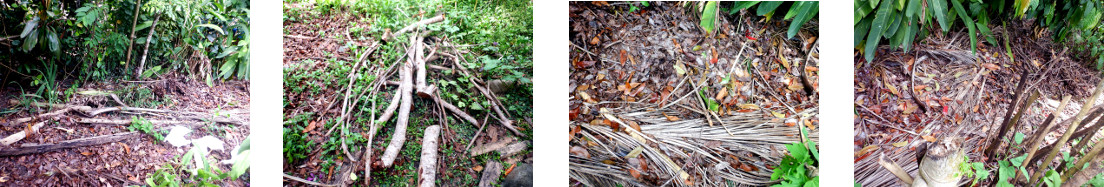 Images of mess in tropical backyard after tree
            felling