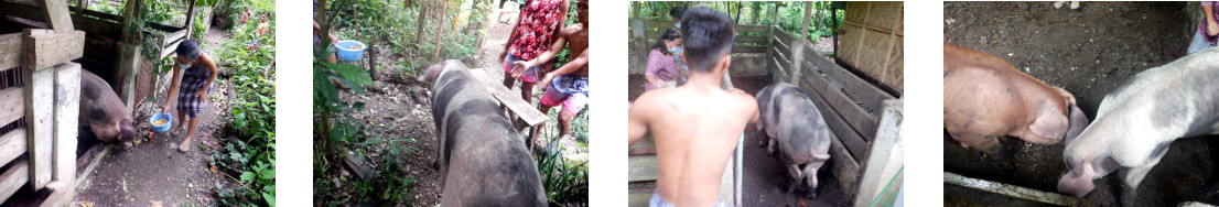 Images of tropical backyard pig being moved