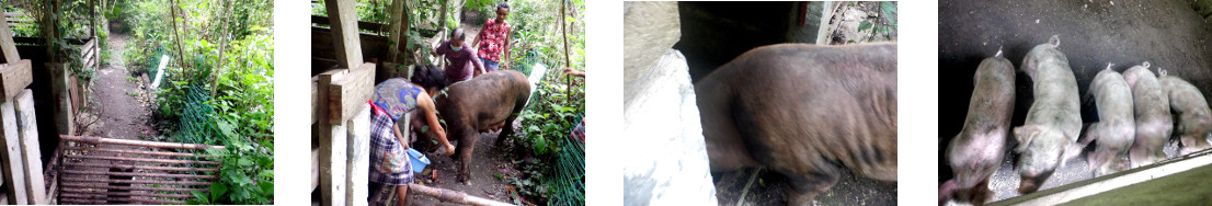 Images of tropical backyard sow being
        separated from her piglets